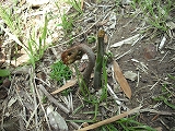 DSCF0058.jpg
