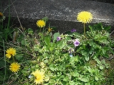 DSCF0065.jpg