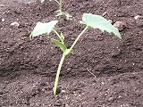 DSCF0595.jpg