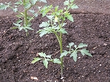 DSCF0596.jpg